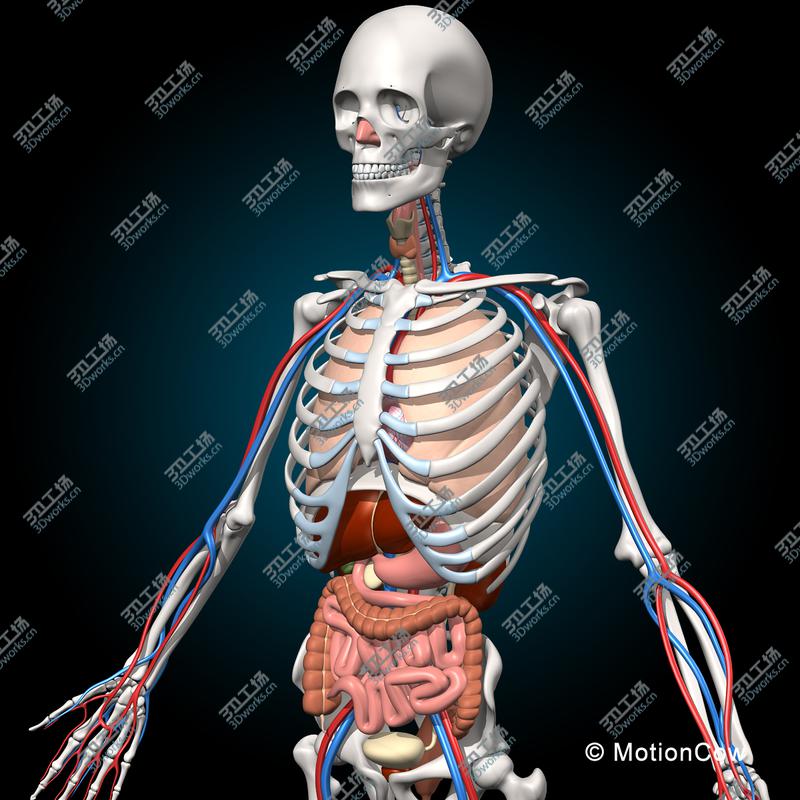 images/goods_img/20210113/Skeleton & Anatomy/2.jpg